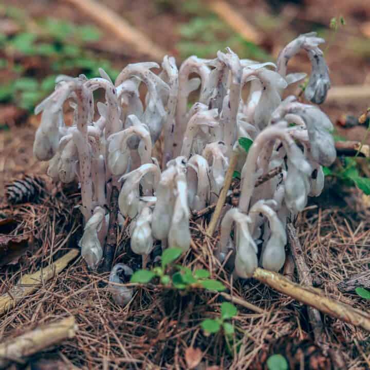 ghost pipes
