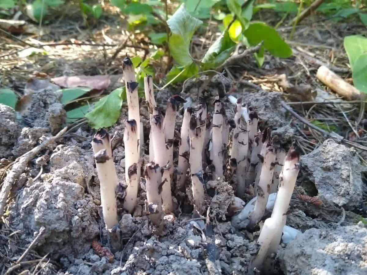ghost pipes at the end of their life