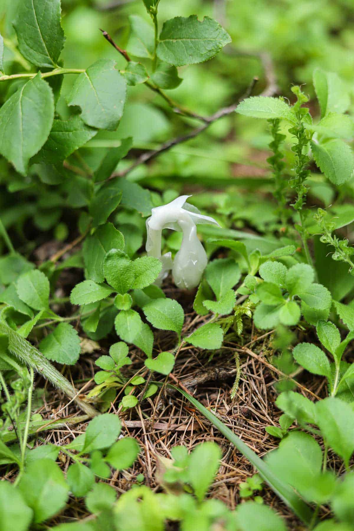 ghost pipe flower