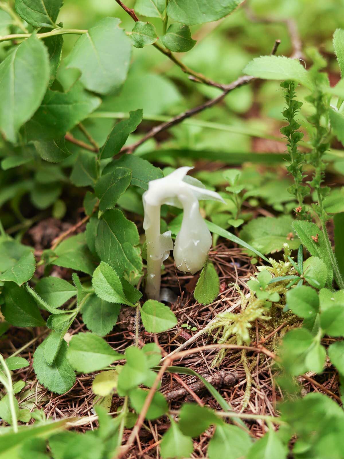 Monotropa uniflora