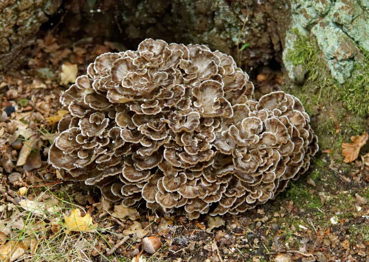 hen of the woods growing in the wild