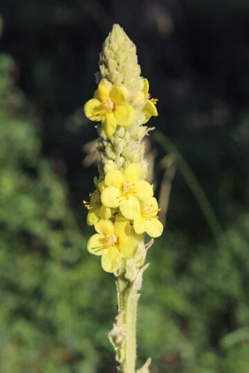 mullein flowers on mullein plant