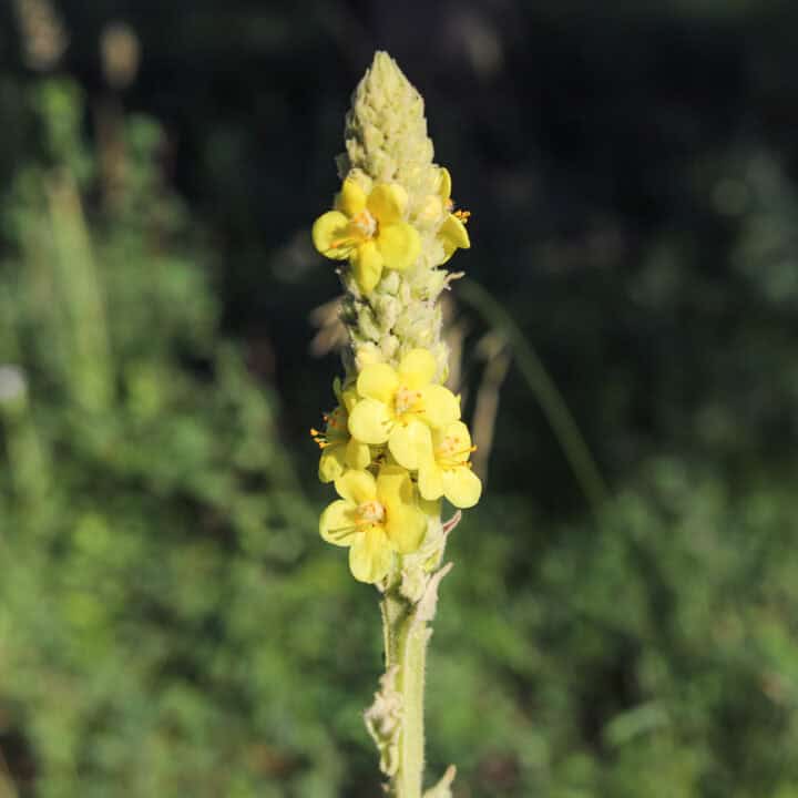 mullein flowers on mullein plant
