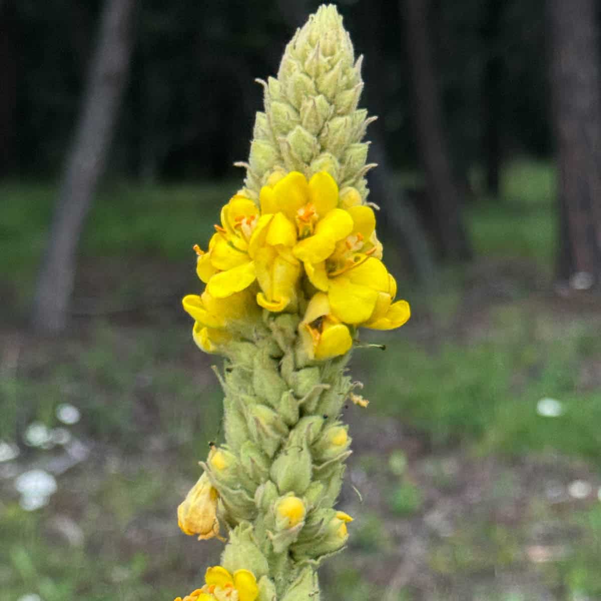 flowering mullein stalk