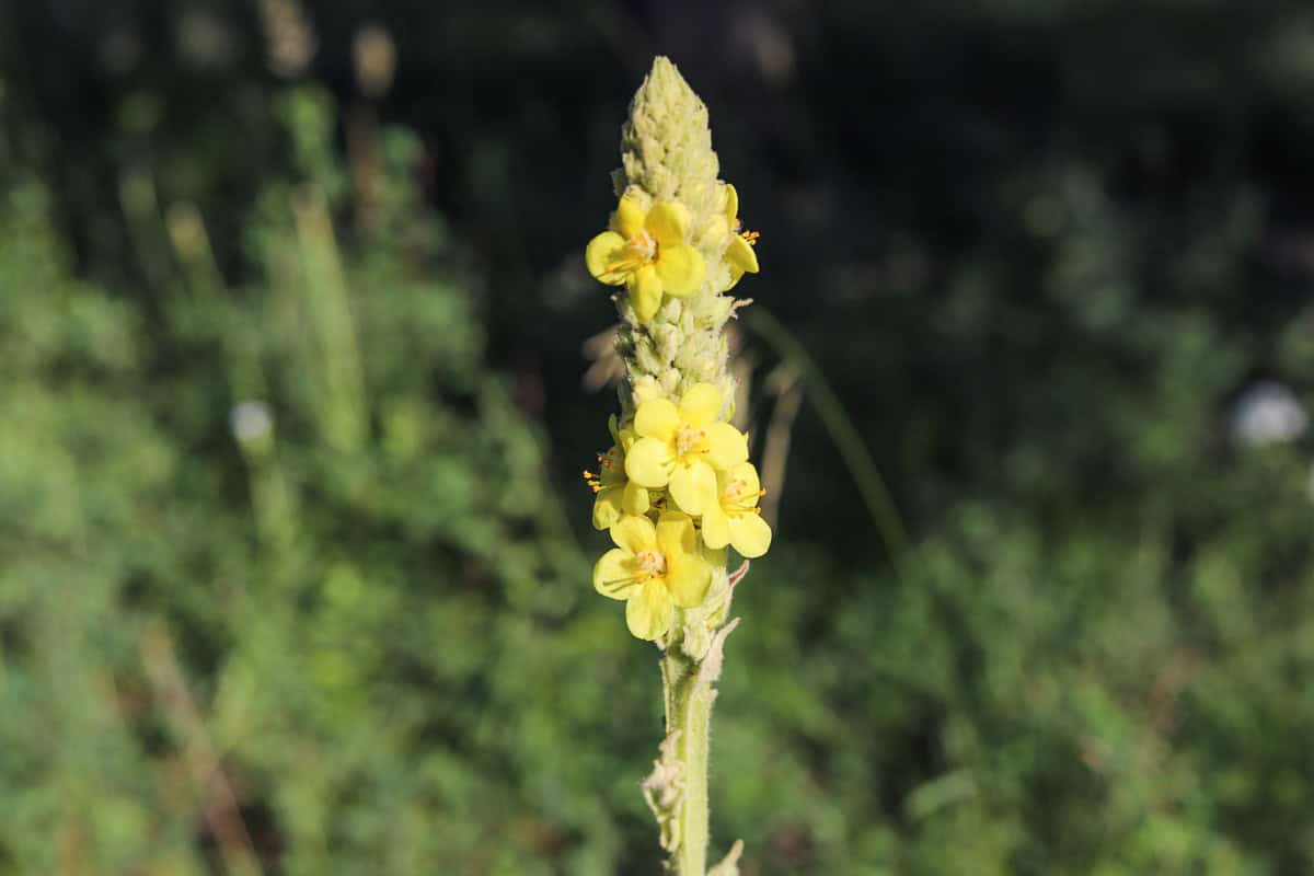 mullein stalk with yellow flowers