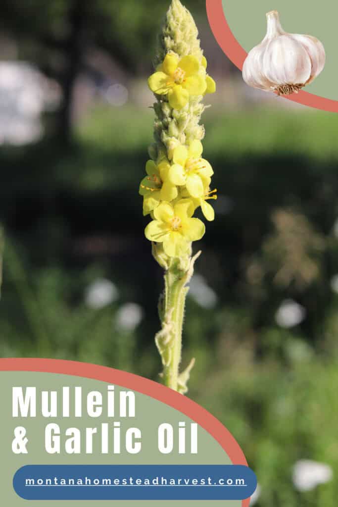 mullein plant