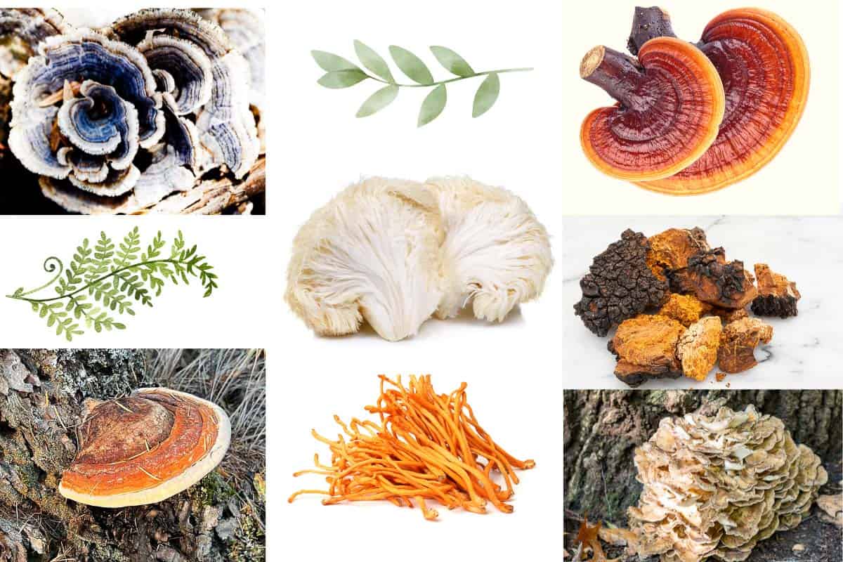 collage of medicinal mushrooms including, reishi, lion's mane, chaga, and turkeytail
