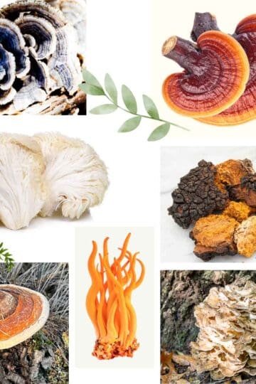 collage of medicinal mushrooms including, reishi, lion's mane, chaga, and turkeytail