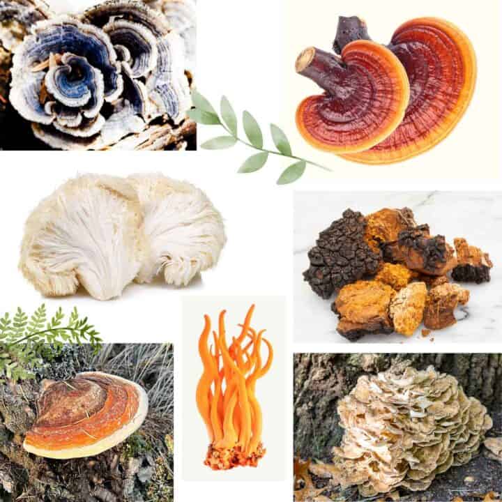 collage of medicinal mushrooms including, reishi, lion's mane, chaga, and turkeytail