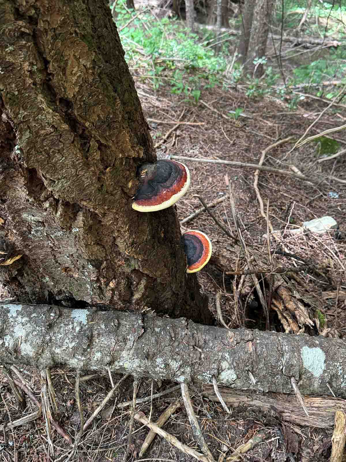 red belted polypores growing on a tree