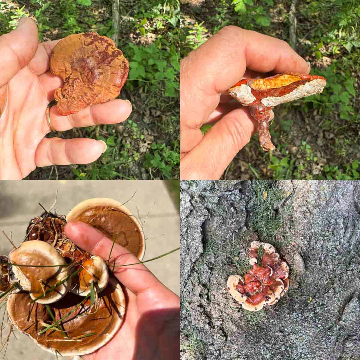 collage of Ganoderma sessile.