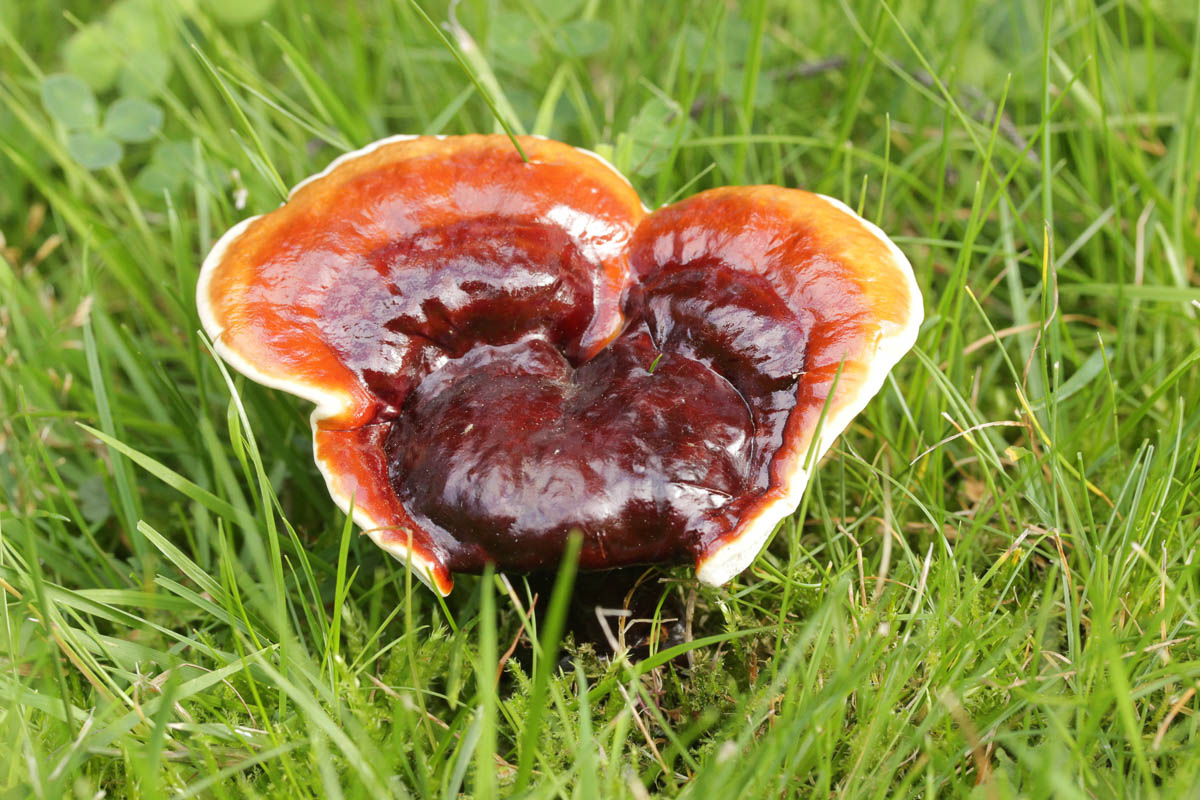 reishi mushroom growing in grass