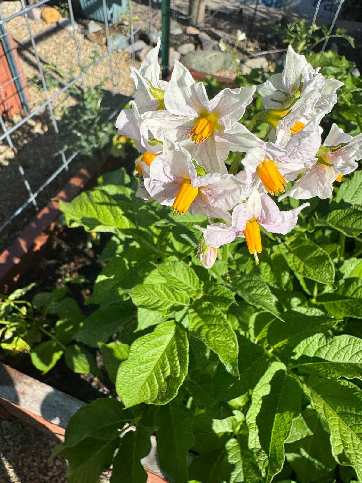 potato plant with white flowers