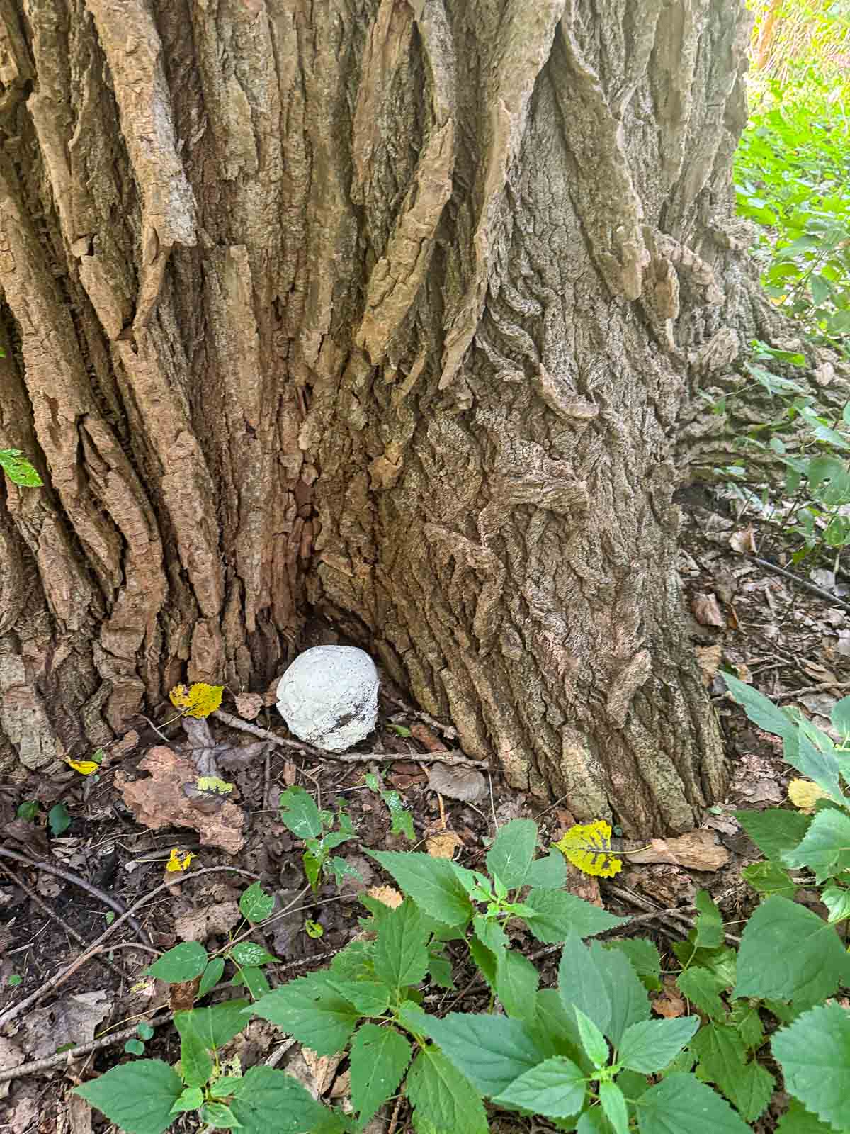 puffball growing next to a big tree and green leaves