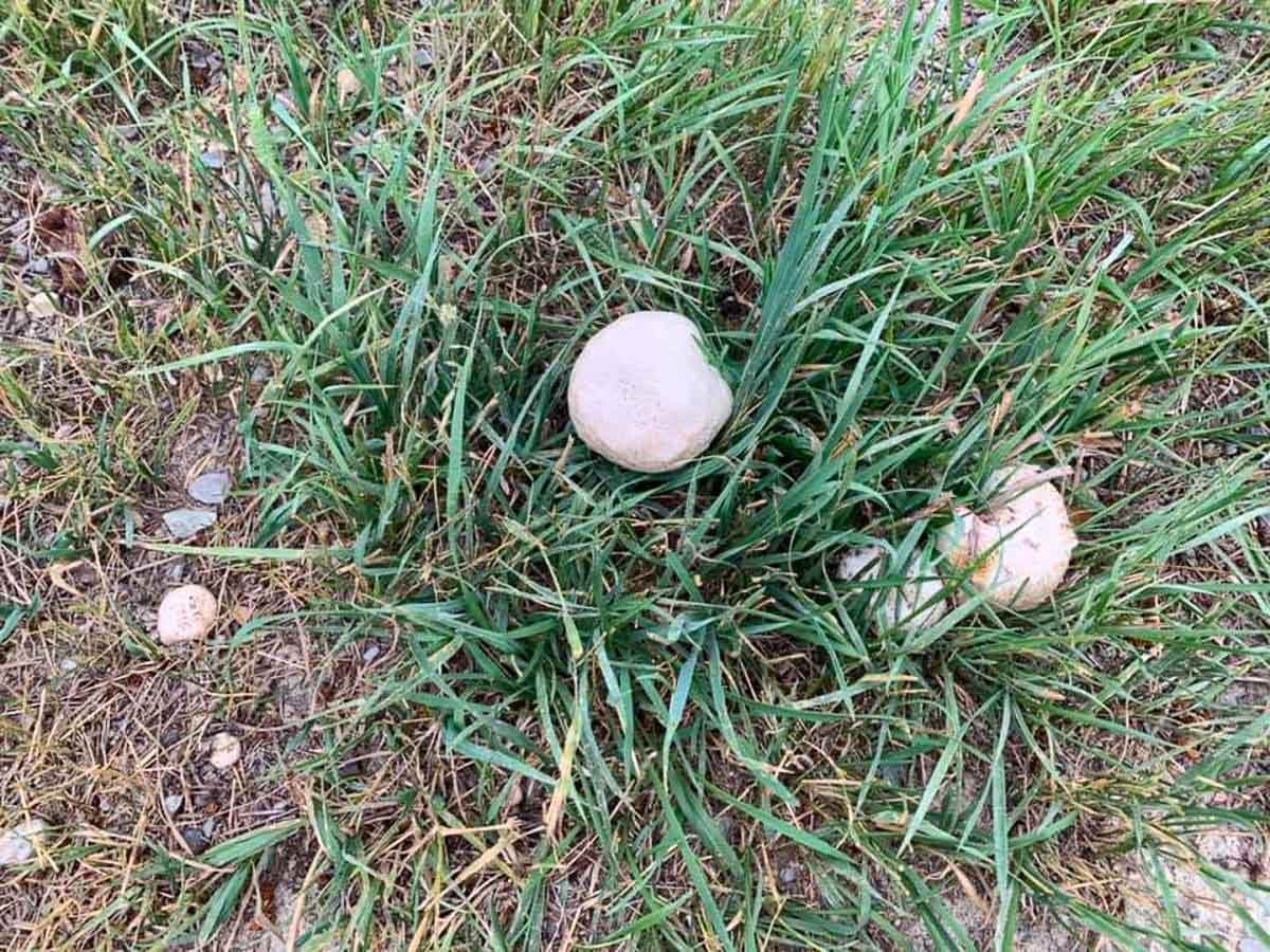 puffball mushrooms  growing in grass