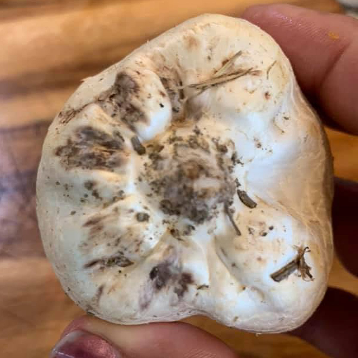 bottom of puffball