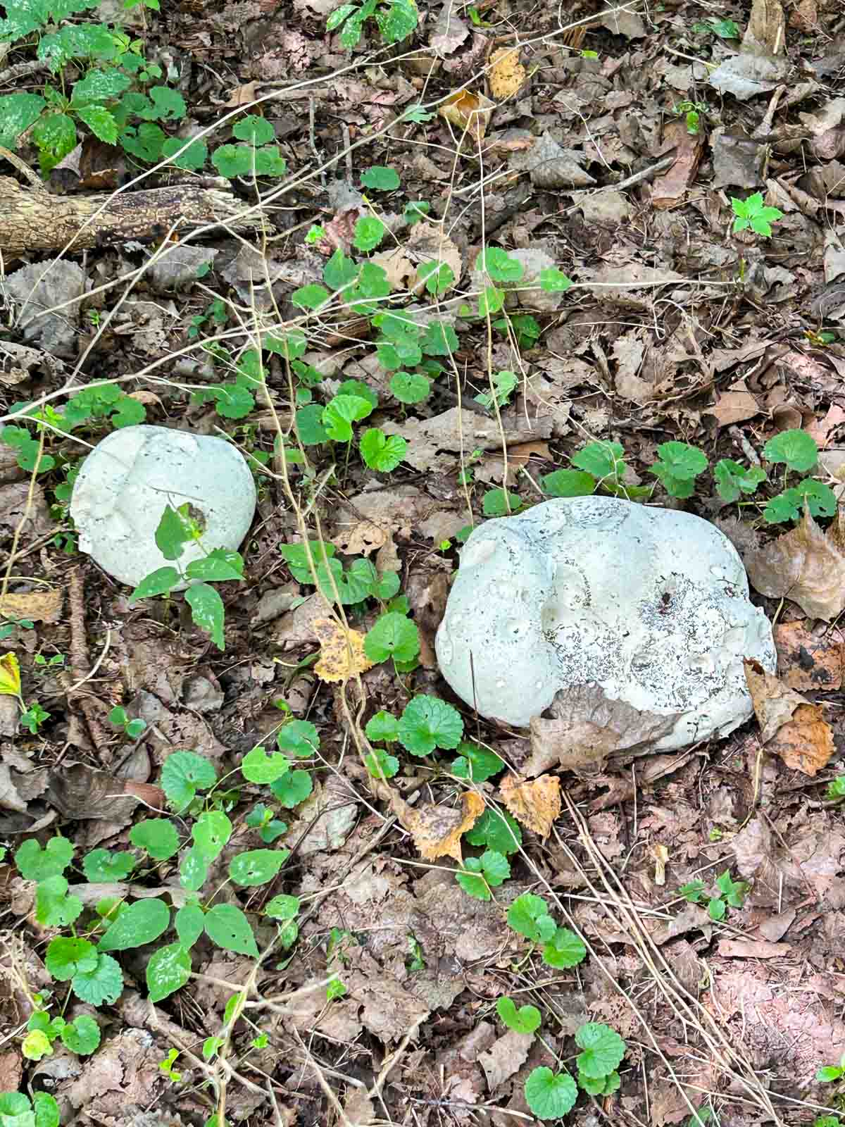 puffball mushrooms growing among leaves