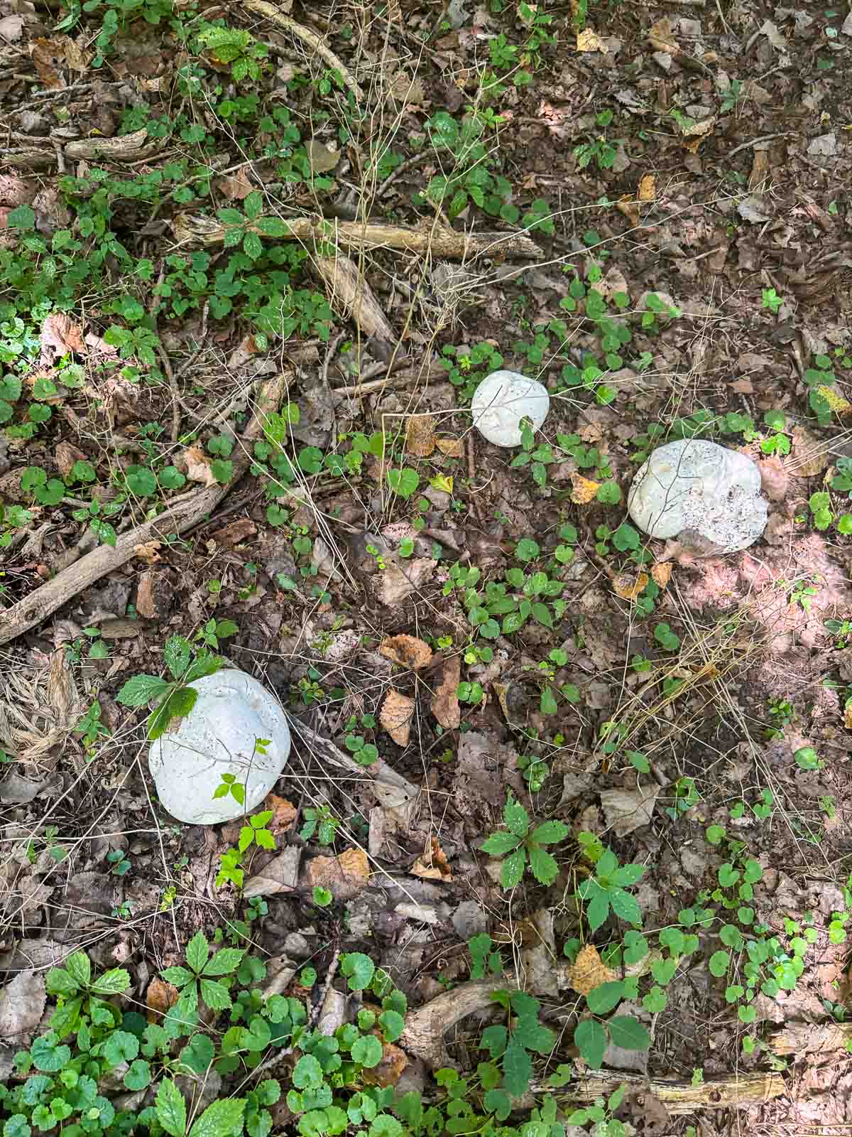 giant puffball mushrooms growing in the forest