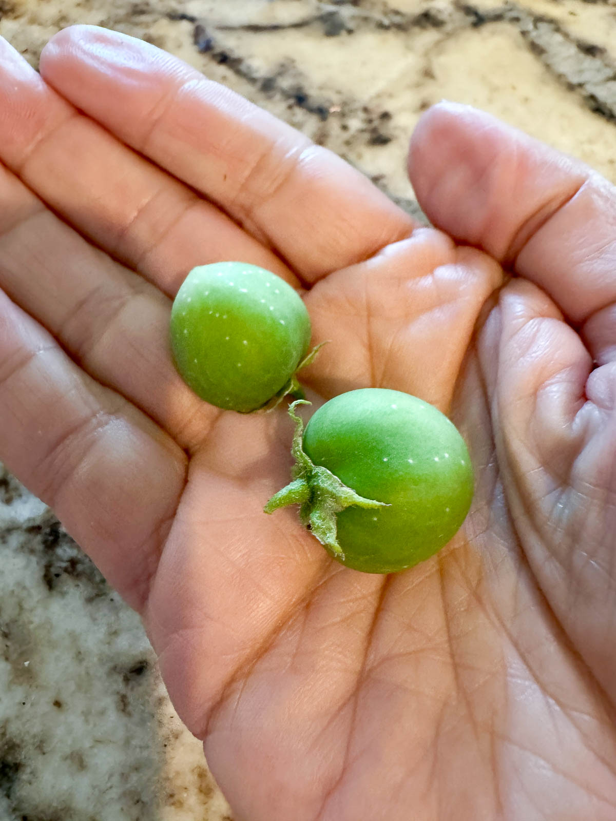 potato berries in someones hand