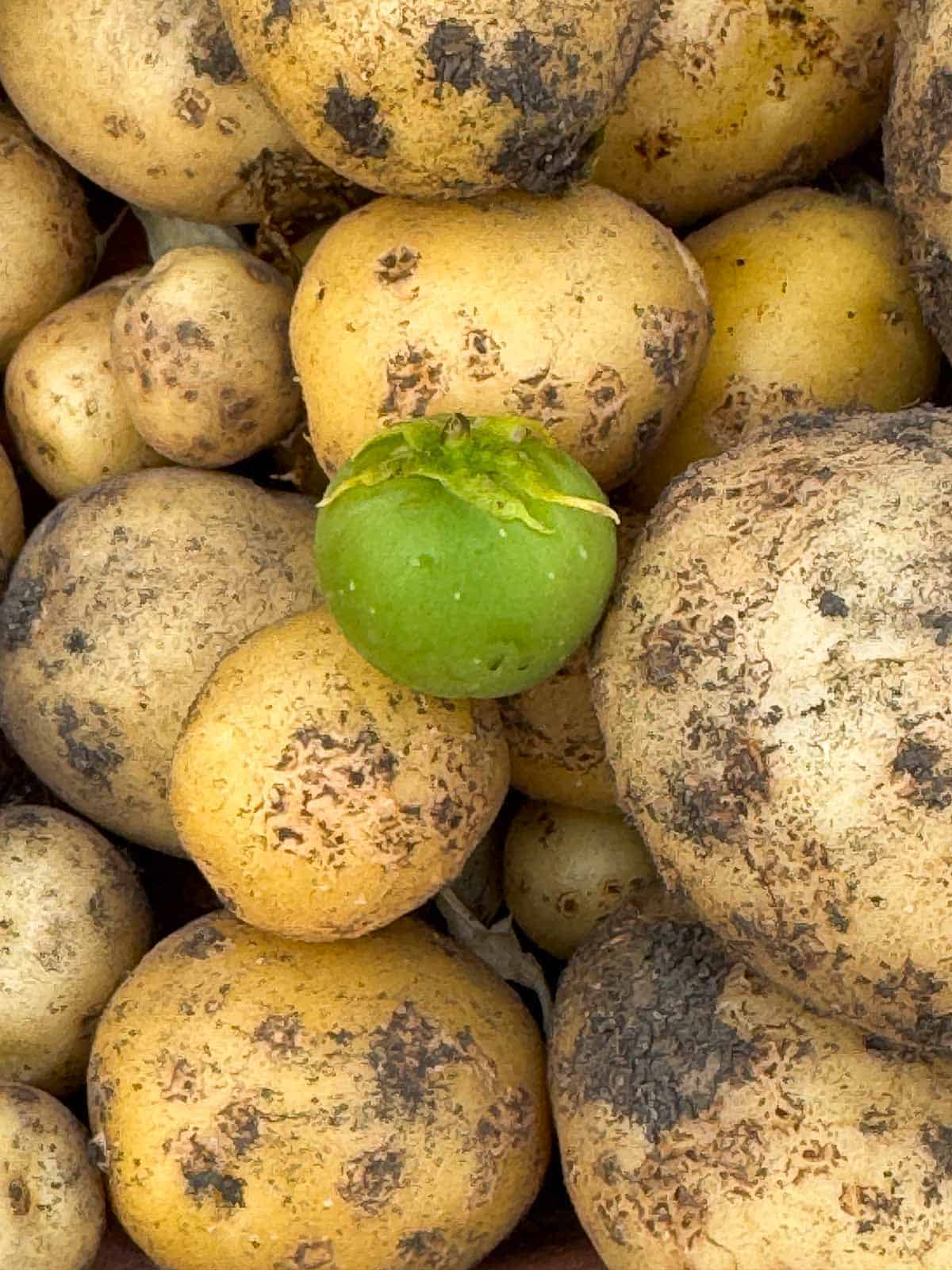 potatoes with a potato berry on top