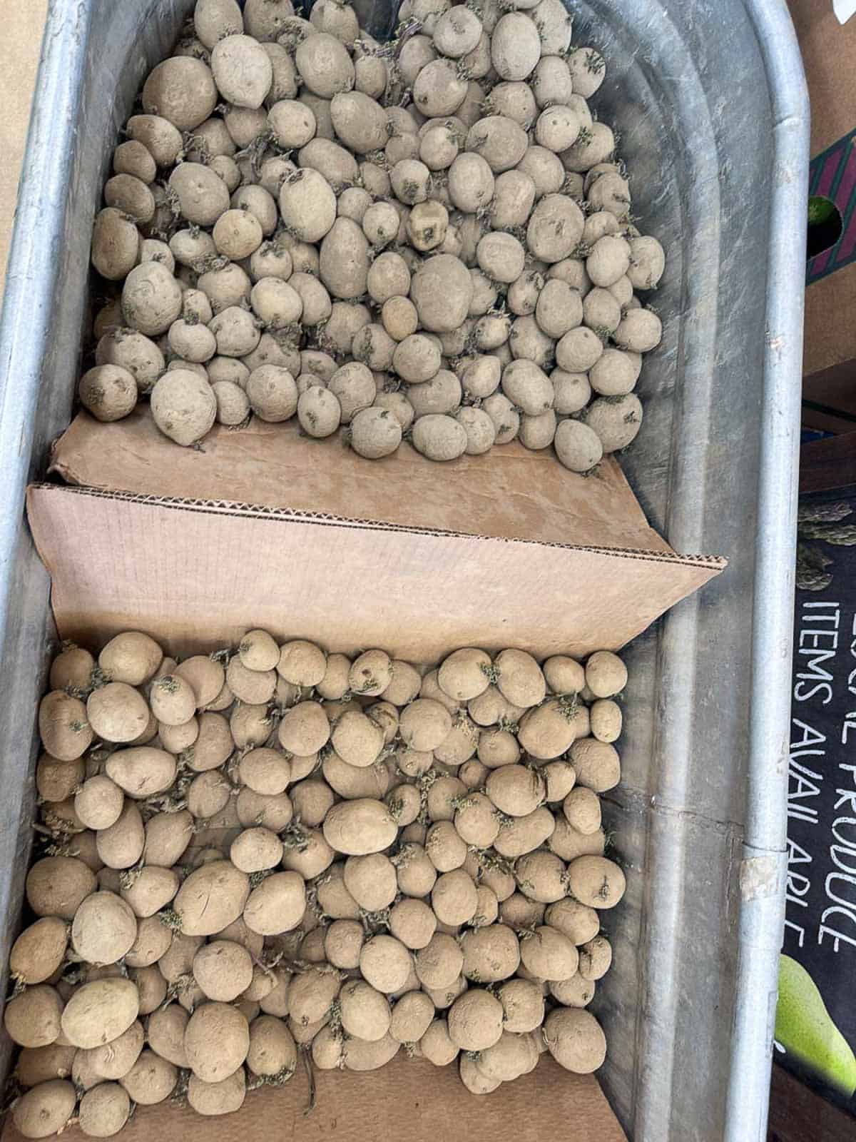 potatoes in a bin