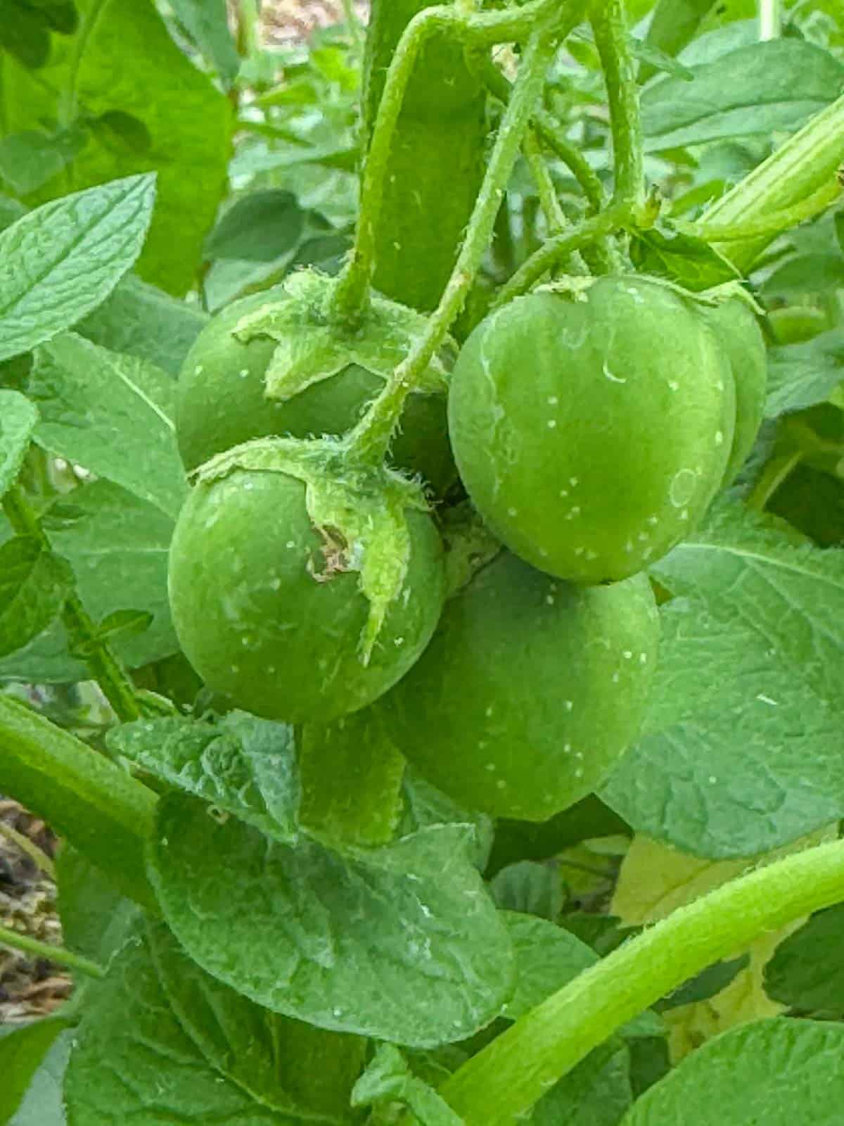 true potato berries growing on a potato plant