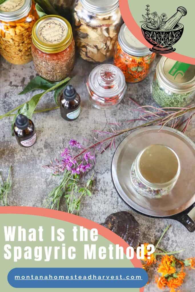 plants and tinctures in jars