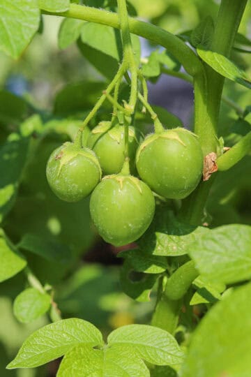 true potato berries growing on a potato plant