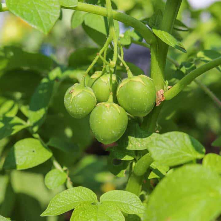 true potato berries growing on a potato plant