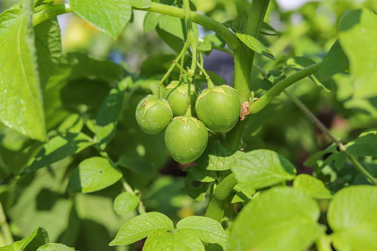 true potato berries growing on a potato plant