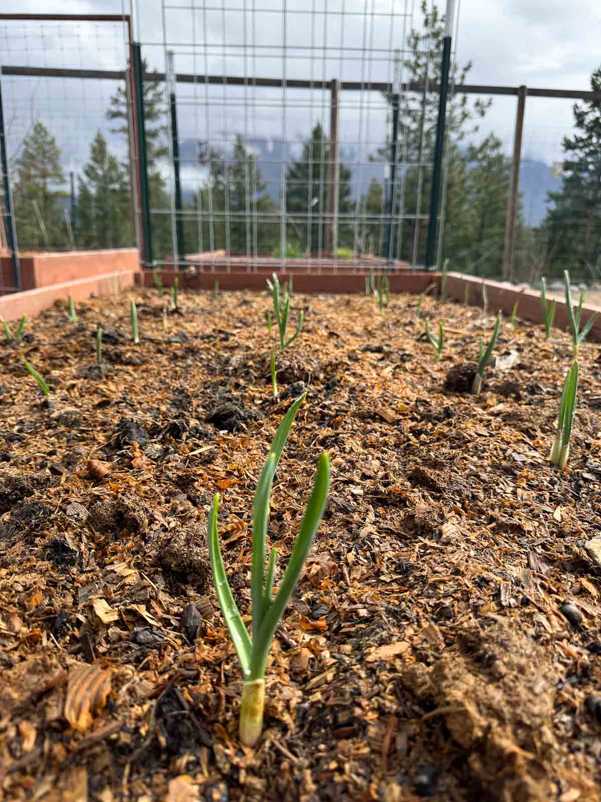 garlic sprouting in garden bed with mountains and pines in the background