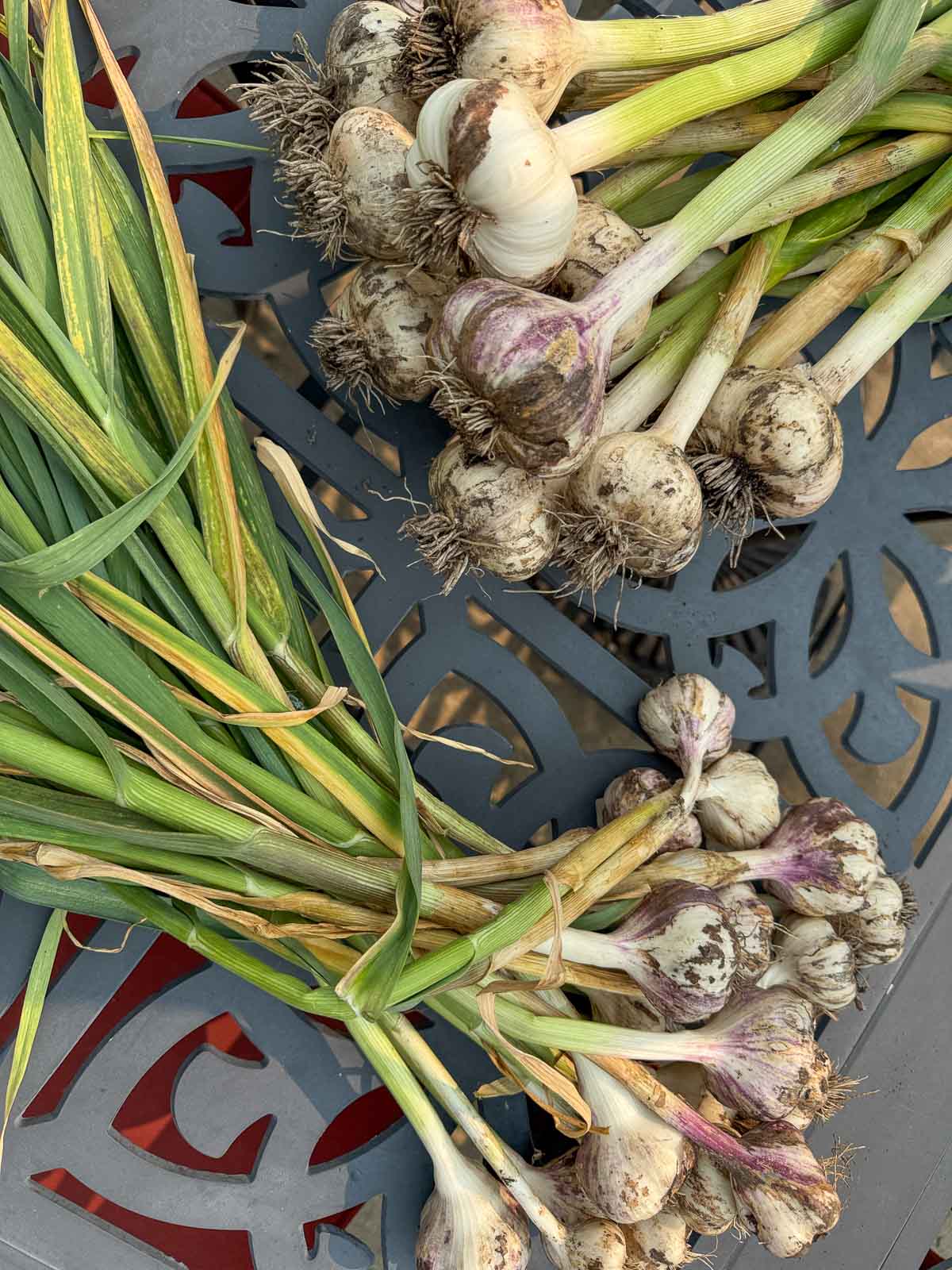 hardneck garlic and softneck garlic on a table