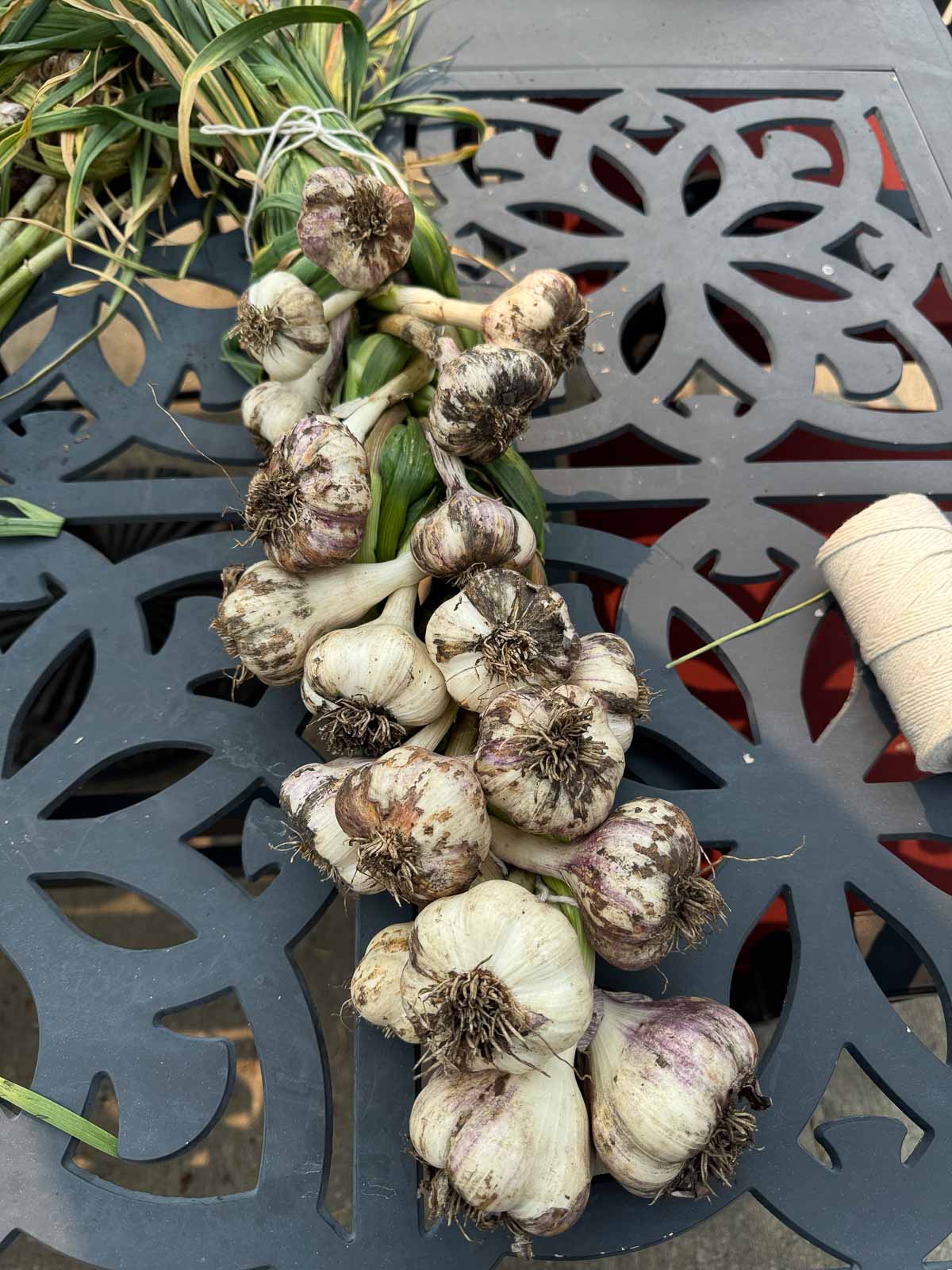 braided softneck garlic