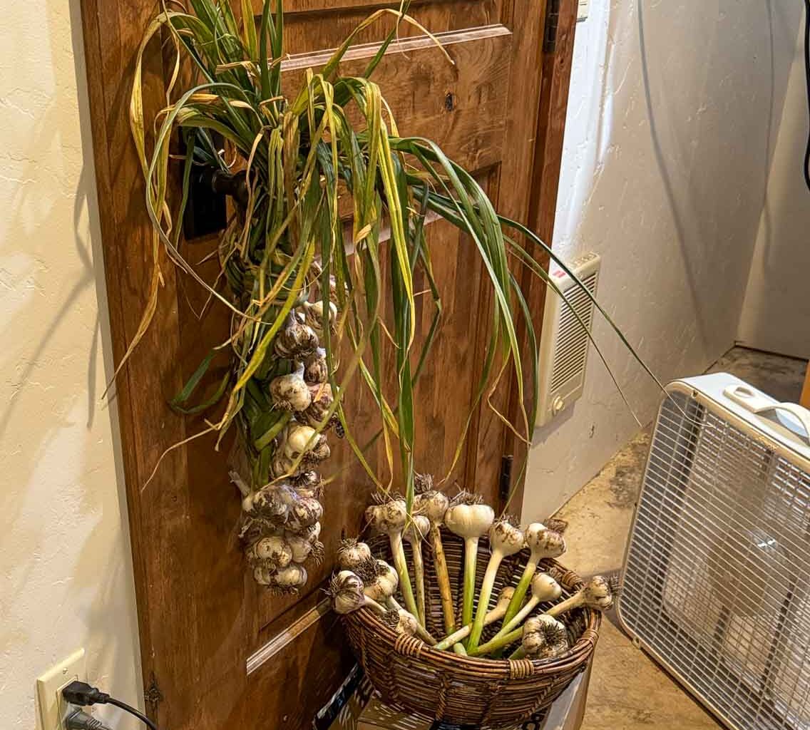 garlic being cured in cellar