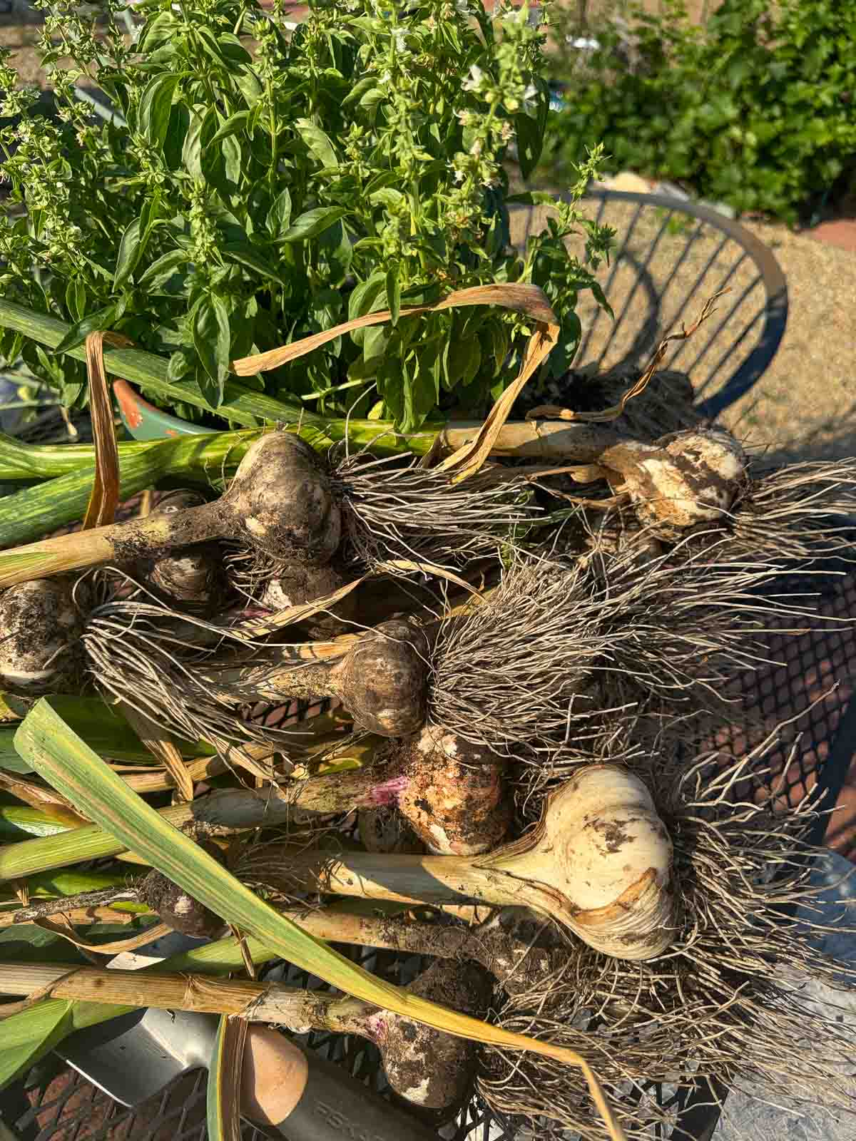 harvested garlic on a table
