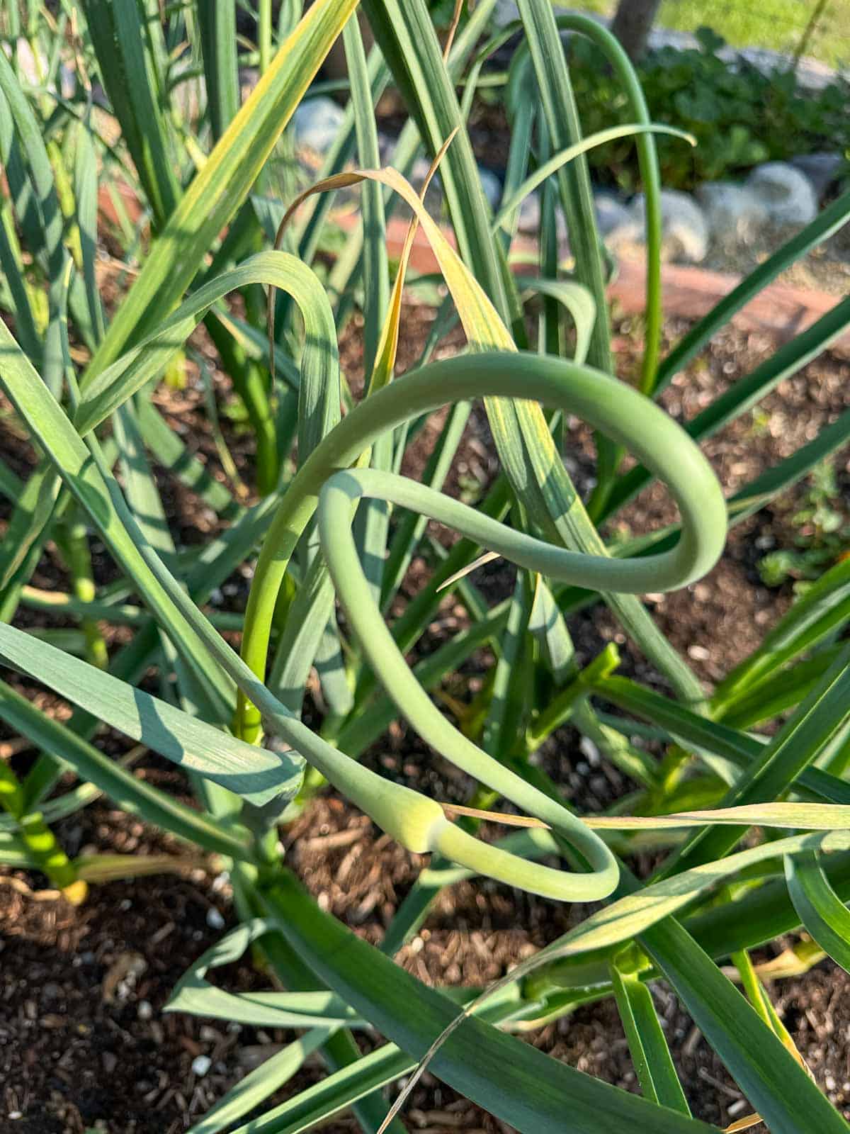 garlic scape growing from garlic plants