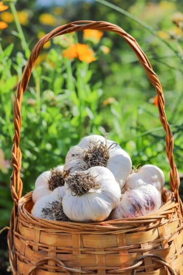 garlic in a basket with flowers behind it