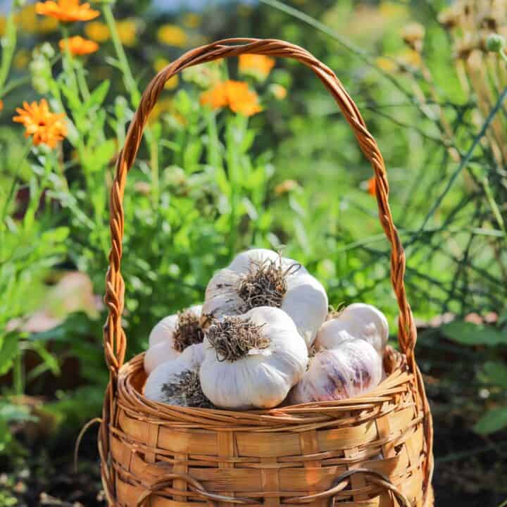garlic in a basket with flowers behind it