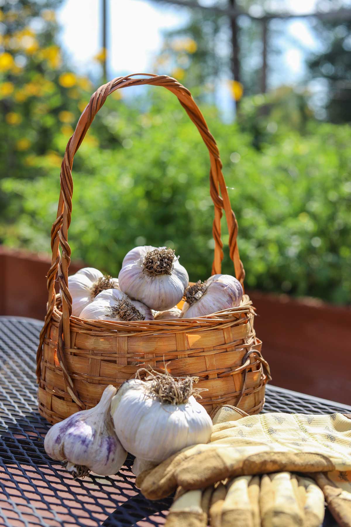 garlic in a basket with gardening gloves next to it and flowers in the background