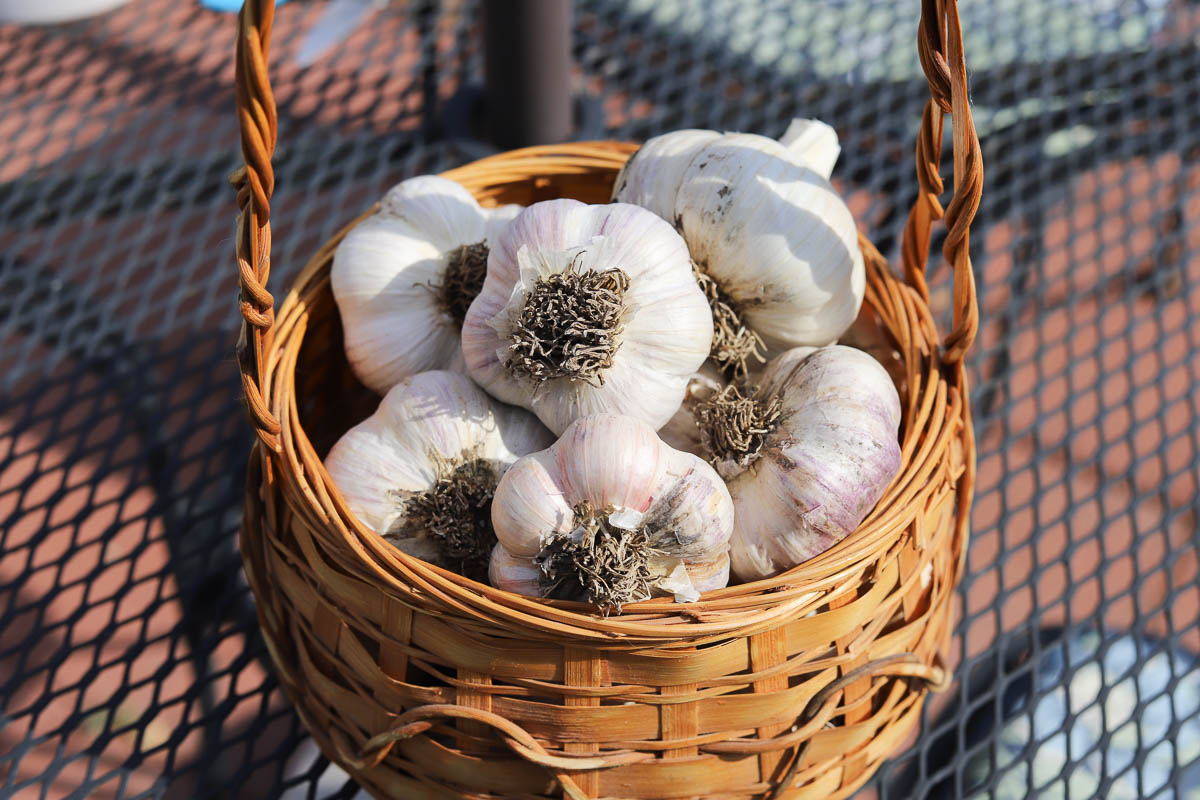 garlic in a basket on a black iron table