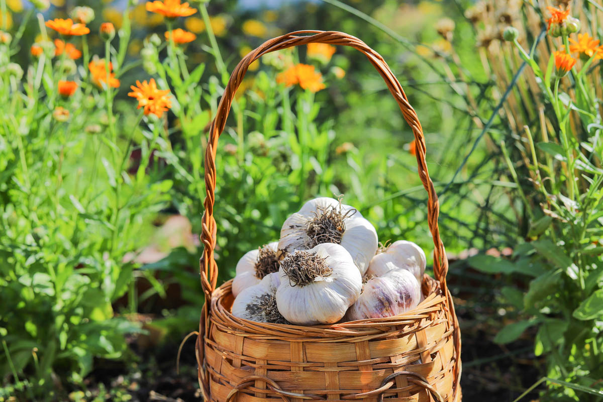 harvested garlic in a basket with flowers behind it