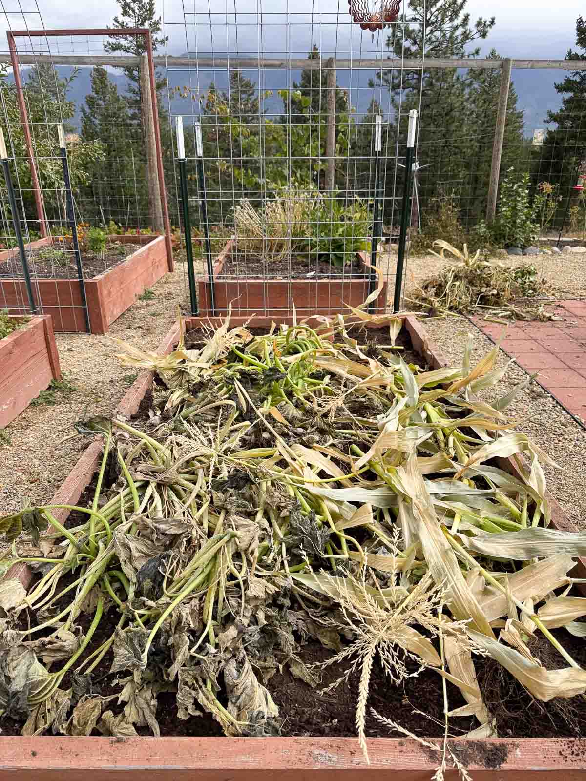 garden bed covered with spent, dried plants