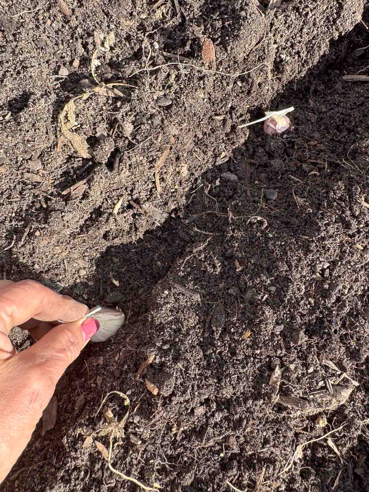garlic cloves being planted in a garden bed