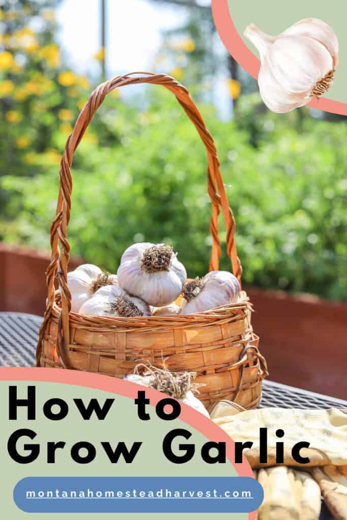 garlic in a basket