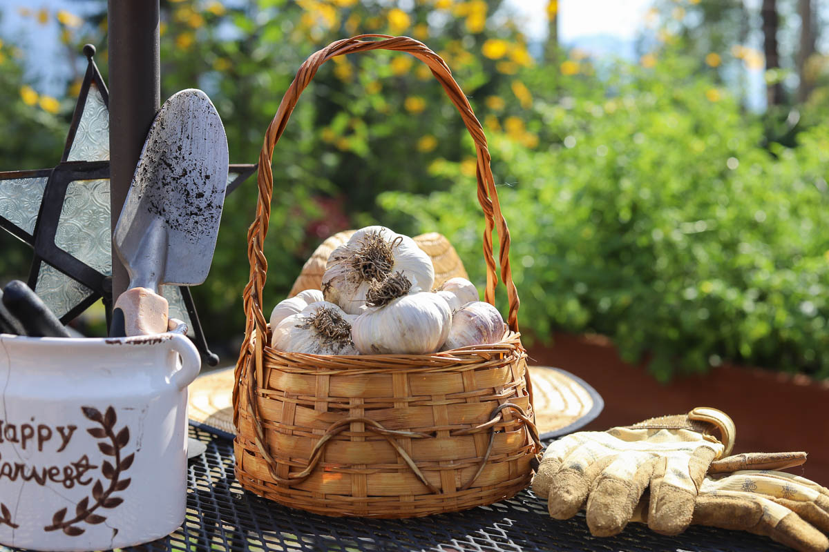 hardneck garlic in a baskeet out in the garden