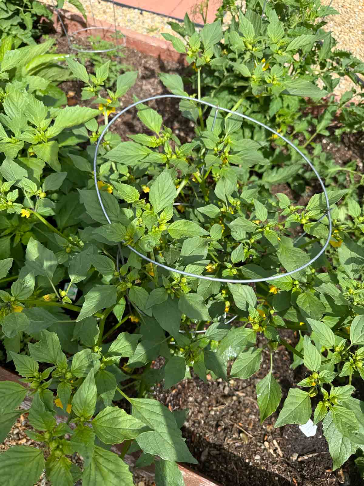 purple tomatillo plants