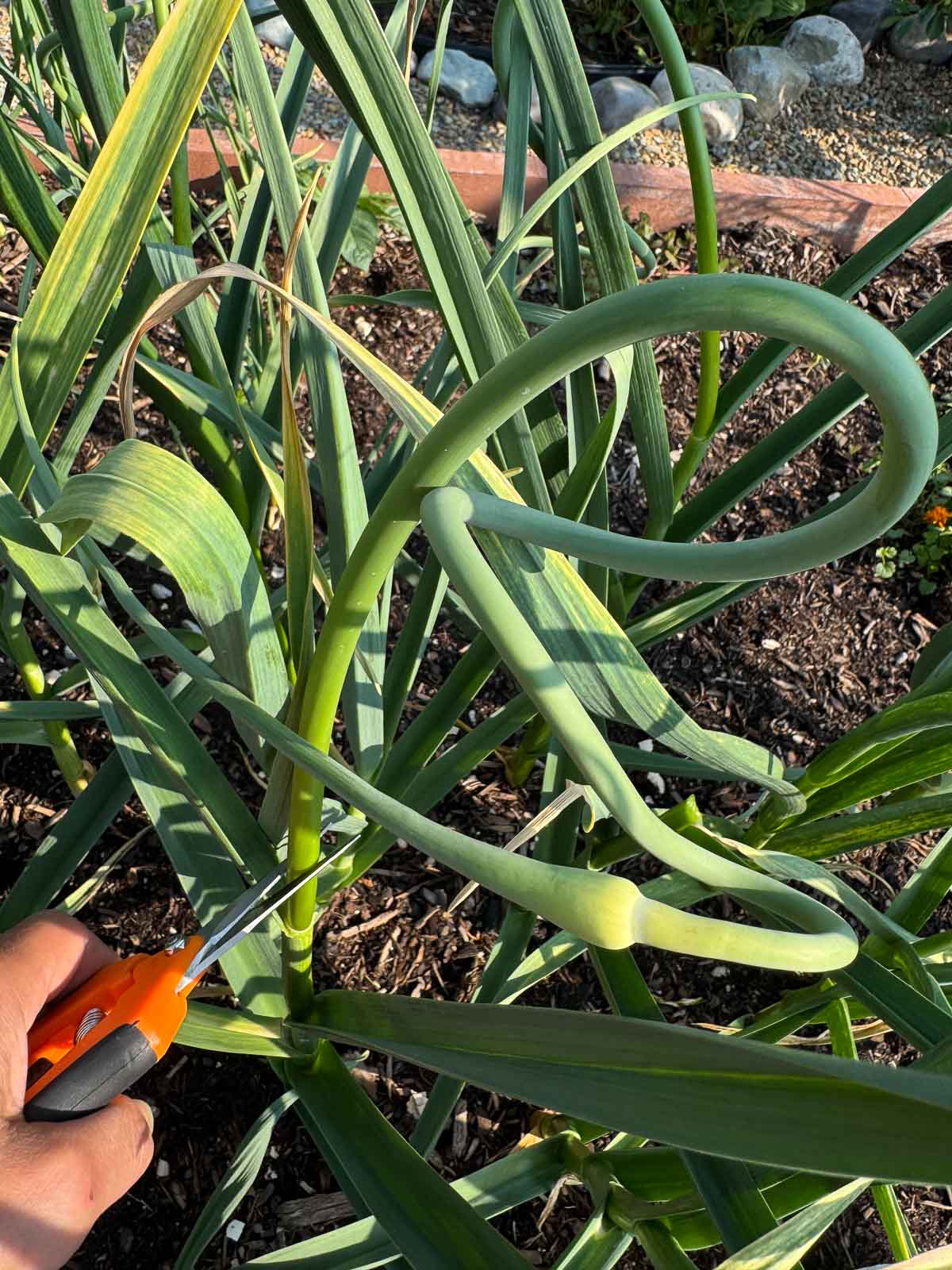 garlic scape being cut from garlic plant
