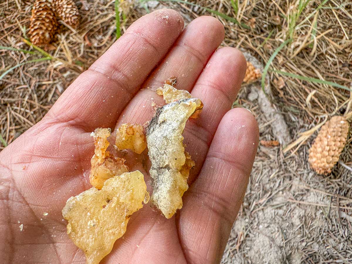 spruce resin in hand