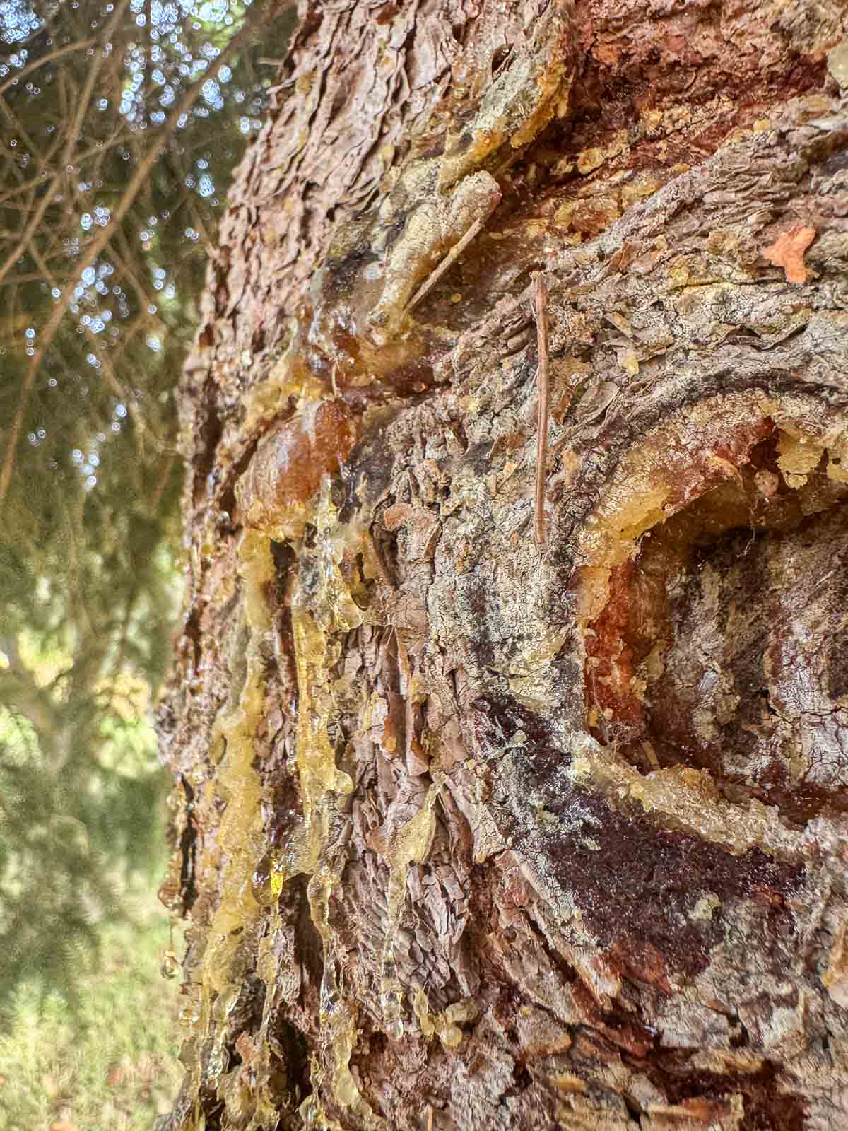 hardened resin on a spruce tree