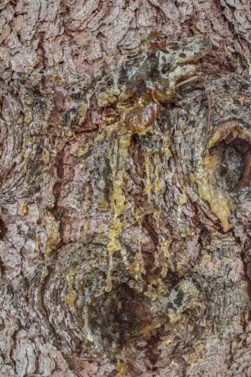 spruce resin oozing out of a spruce tree